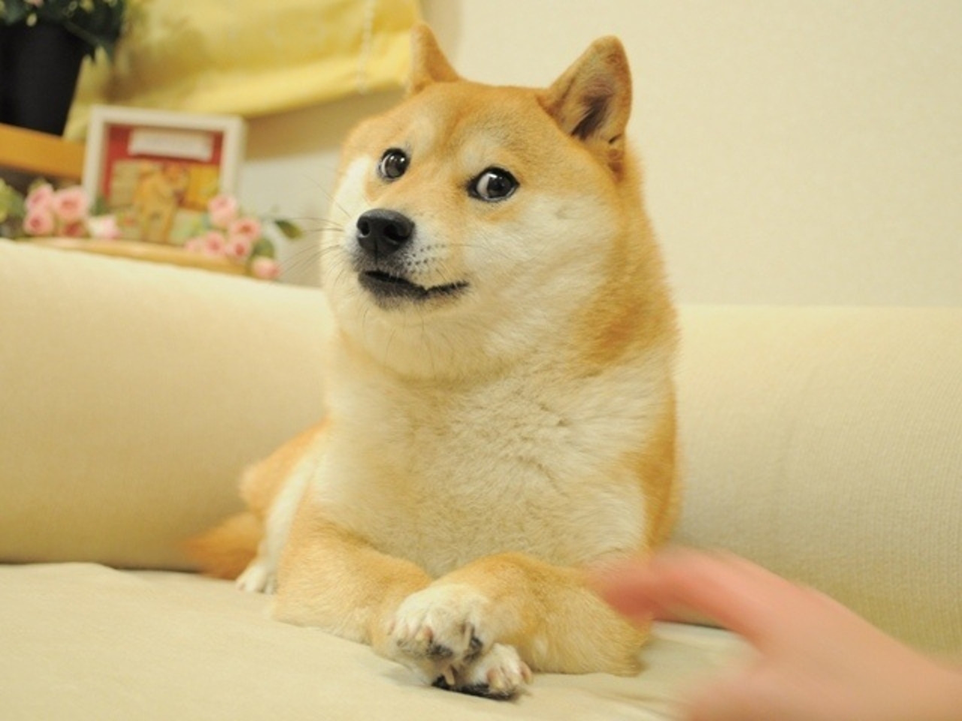 This is a picture of a Doge